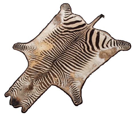 Lot 21 - Skins/Hides: Hartmann's Mountain Zebra Skin