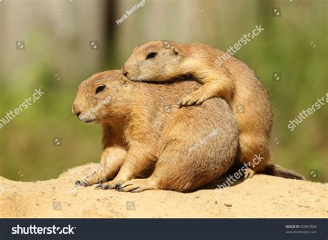 Prairie Dogs Hugging Stock Photo 60467866 : Shutterstock