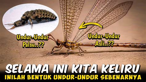 siklus hidup undur undur  telur hingga dewasa youtube