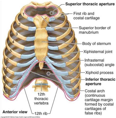 Anatomy Of Sternum And Ribs anatomy of ribs and sternum their ...