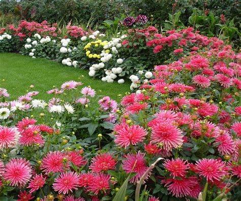 Хризантемы в ландшафтном дизайне (45 фото) - фото - картинки и рисунки ...