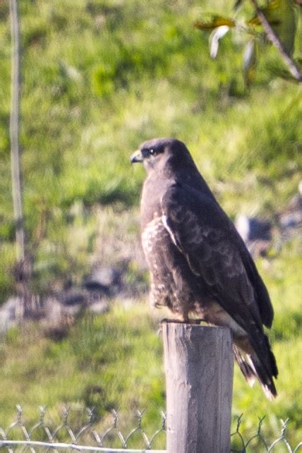 Common Buzzard From Nord St Martin Rennes France On November 7 2023