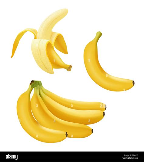 Conjunto de banana vectorial realista la rama de los plátanos la