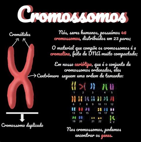 Quantos Cromossomos Tem Uma Celula Diploide - A Estrutura Representada Pelo Número 3 Apresenta Quantos Cromossomos ...
