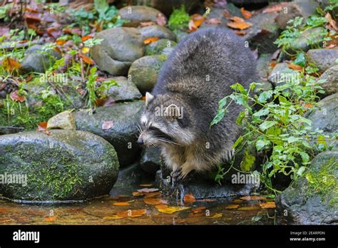 Raccoon Procyon Lotor Invasive Species Native To North America