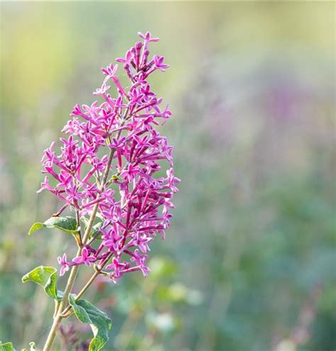 Syringa Bloomerang Dark Purple