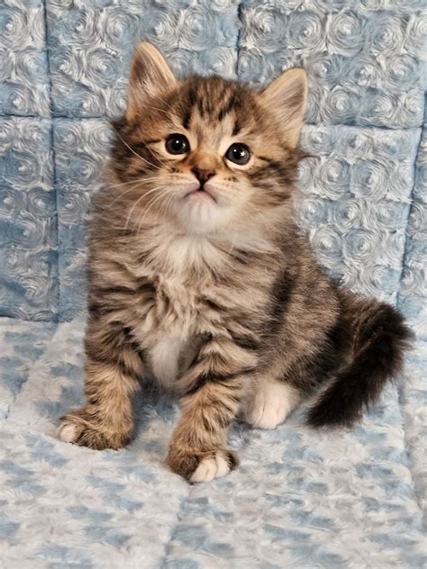 Siberian Kittens - Sunshine Siberian Kittens