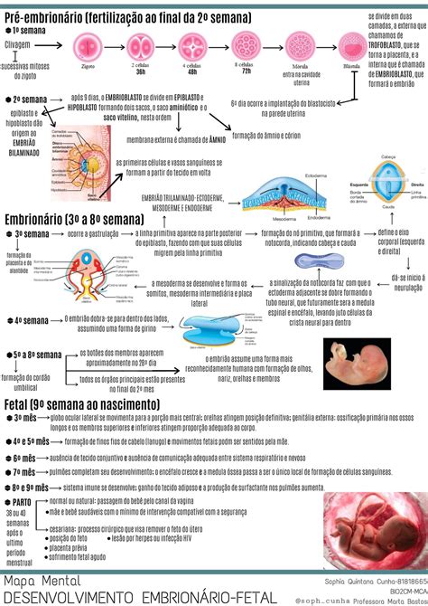 Mapa Mental Desenvolvimento Embrionário Braincp