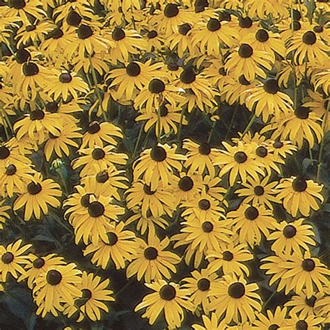 Black Eyed Susan Goldsturm Rudbeckia Fulgida My Garden Life