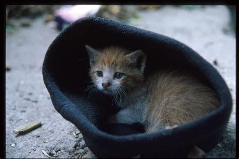 Mundo Gatuno Rau Rau Gatetes Y Monetes Mayo