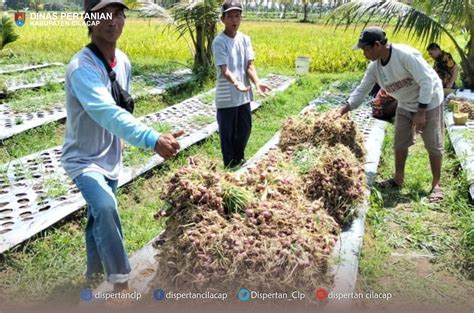 Petani Welahan Wetan Panen Bawang Merah Dinas Pertanian Kabupaten Cilacap