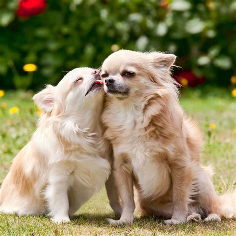 Really Cute Chihuahuas