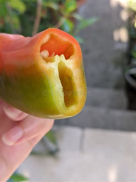 Red And Green Pepper Cayenne Pepper Cut In Half The Fruit Of A Red Hot Chili Pepper Close Up