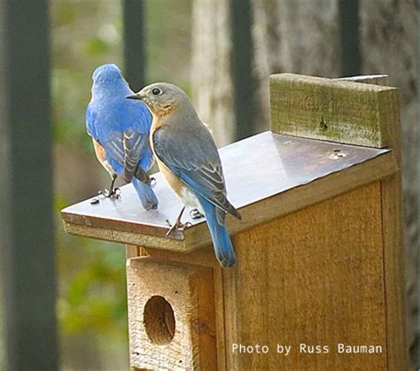 Nest Box Placement