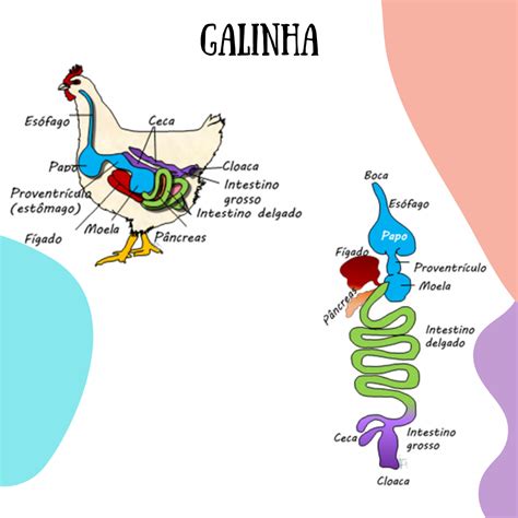 Galinha é Um Passaro - 6