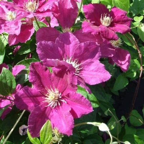 Clematis Ernest Markham 1 X 9cm Potted Plant Ebay