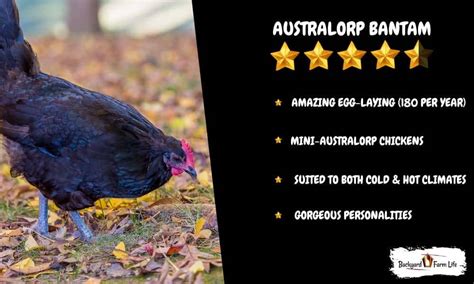 top  black bantam chicken breeds