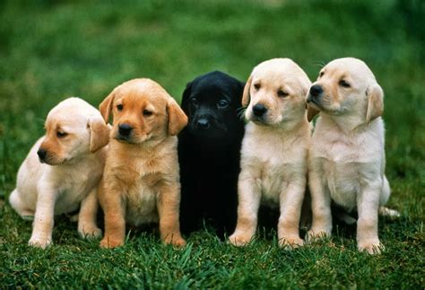 jpeg images  dogs