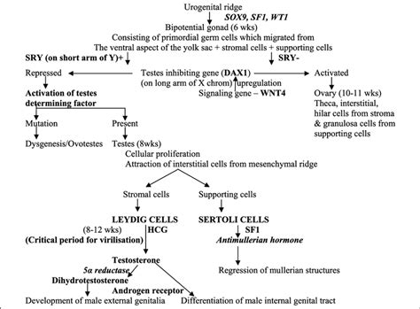 Physiology Of Sex Differentiation Download Scientific Diagram