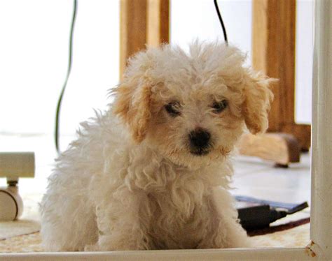 Bichon Frise Dog Breed Information Pictures And More