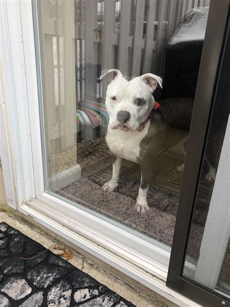 Pin by Amanda Musante on American Bulldog - Stratford Terrier Mix ...
