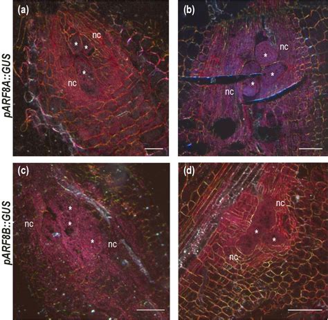 Mir167 Arf8 An Auxin Responsive Module Involved In The Formation Of