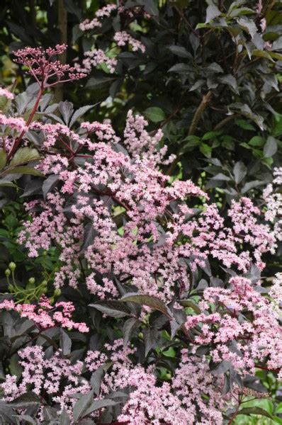 Rotbl Ttriger Holunder Black Beauty Sambucus Nigra Artl Nder