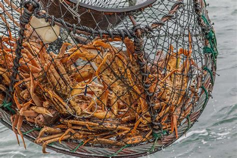 Why Have Billions Of Snow Crabs Disappeared From Alaskan Waters Mivantv