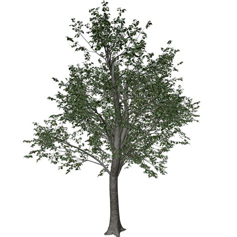 Green Ash Tree 05 3d Model By Antoniokowatsch