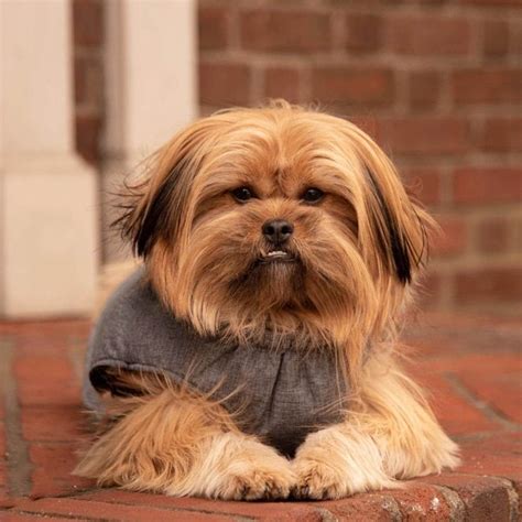 Pomeranian Shih Tzu Mix Your Complete Breed Guide To The Shiranian