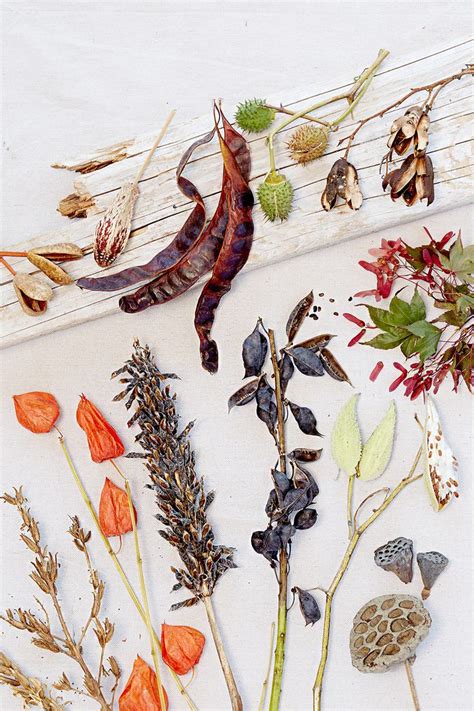 7 Simple Steps To Grow Your Own Hosta From Seed Seed Pods Winter