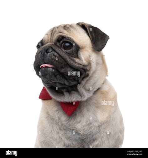 Cute Pug Wearing Red Bowtie Looking To Side And Sticking Out Tongue