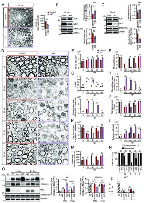 Remyelination Is Dramatically Delayed In The Tko A Myelin Clearance