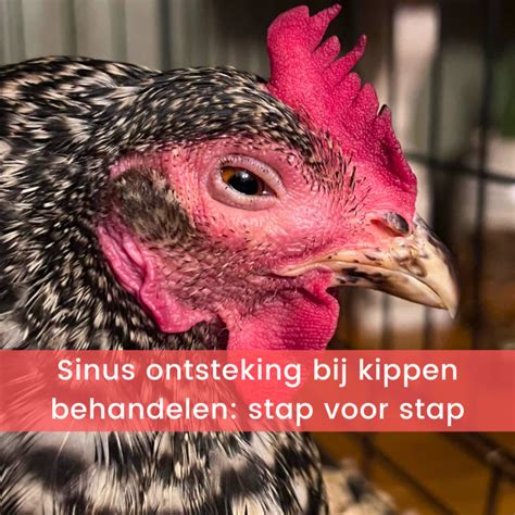 Sinus Ontsteking Bij Kippen De Kippenclub