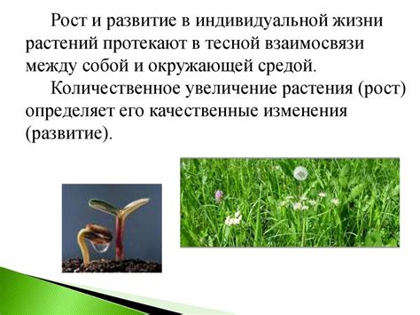 Рост и развитие растений - презентация онлайн
