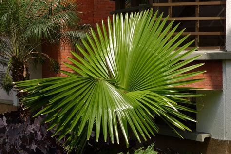 Ficha De La Washingtonia Robusta