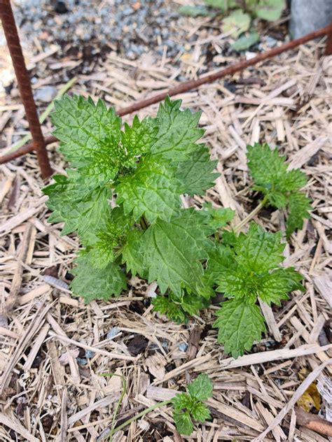 Stinging Nettle Canberra Organic Growers Society