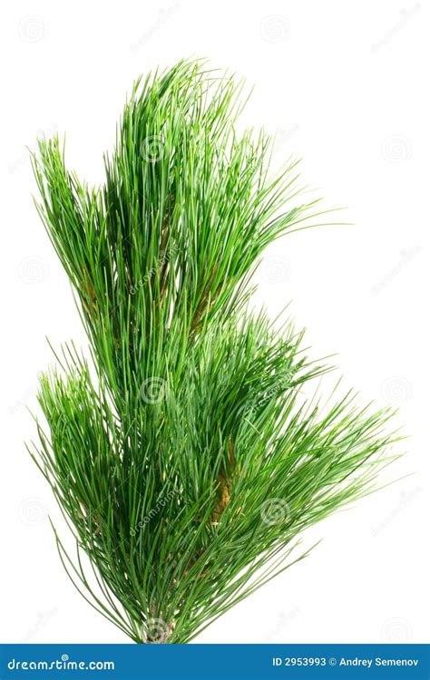 siberian cedar branch stock image image  macro nature