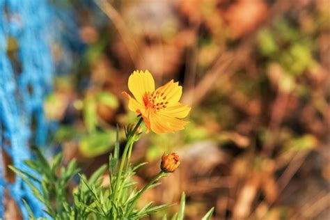 Flor Cosmos Tipos Caracter Sticas Curiosidades Como Cuidar E Mais