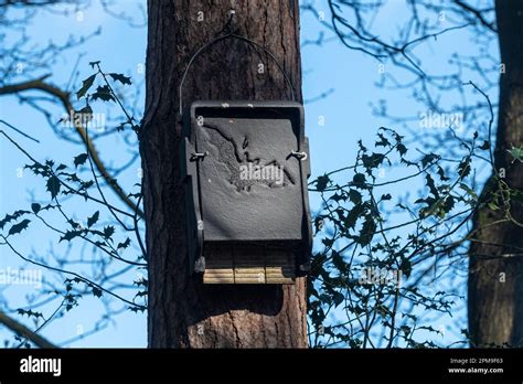 Large Rectangular Black Bat Box On A Pine Tree Crevice Bat Box For