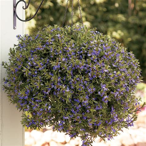 Whirlwind Japanese Anemone | Plant Addicts