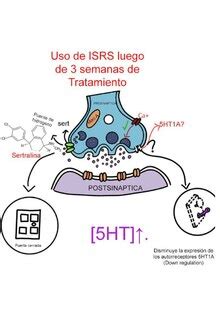 Como A Sertralina Age No Cérebro - Guía Detallada sobre la Sertralina - Psiquiatría Madrid