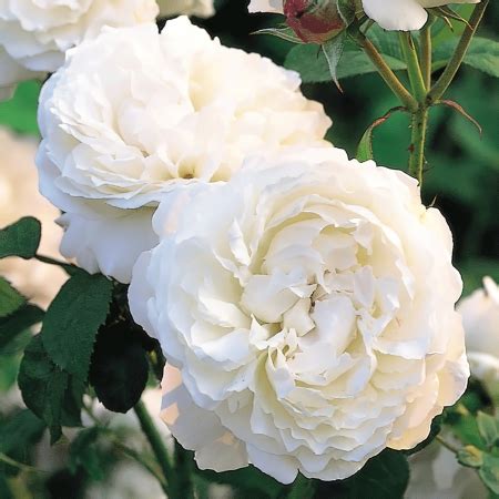 Саженцы роз Дэвида Остина в Сады Беловых | интернет-магазин, питомник