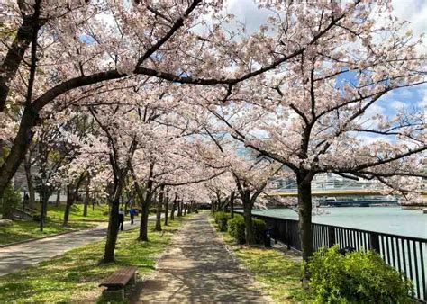 Cherry Blossom Viewing The Top 10 Spots In Osaka