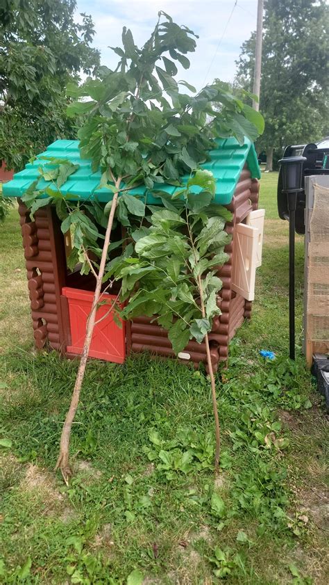 Paw Paw Trees Rgardening