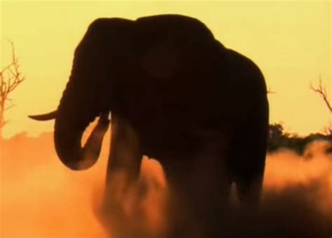 Watch: Breathtaking Footage of Wildlife