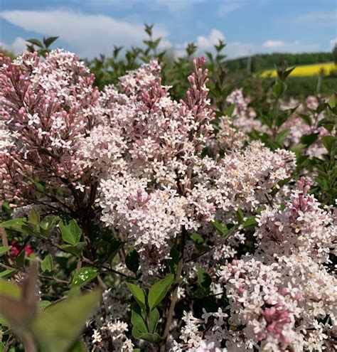 Syringa Meyeri Flowerfesta White Zwerg Flieder Gartenpflanzen Daepp