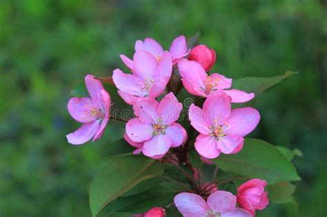 Flores Rosadas Hermosas Que Florecen En Manzana De La Primavera Foto De