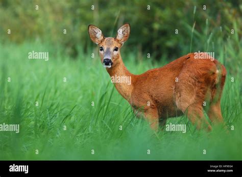 Roe deer looking Stock Photo - Alamy