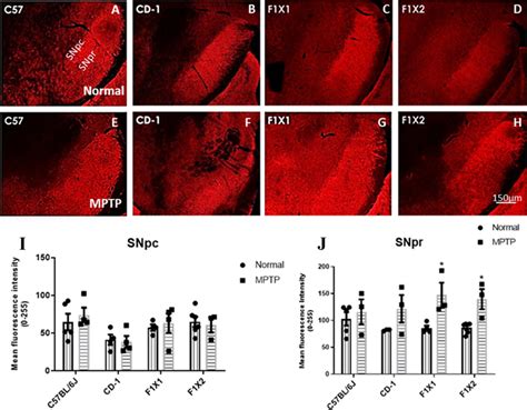 Representative Immunofluorescent Images Showing Staining Of Synuclein